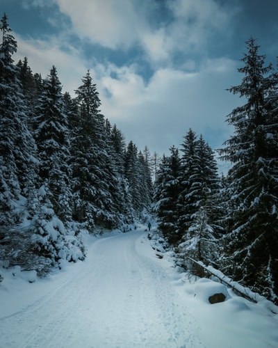 白雪皑皑的松树